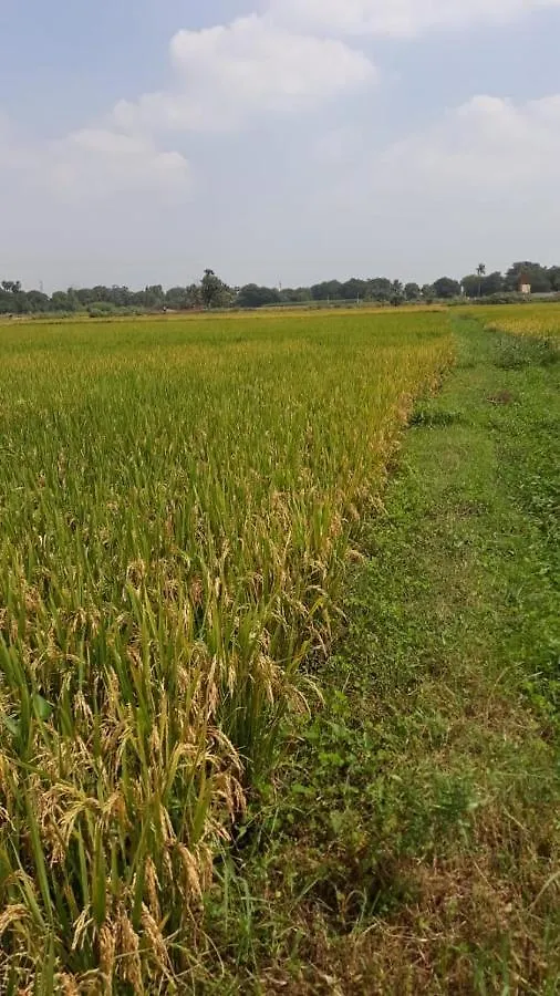 Homestay Shruthi'S Aarohi-Nature'S Retreat Mulappilangad India