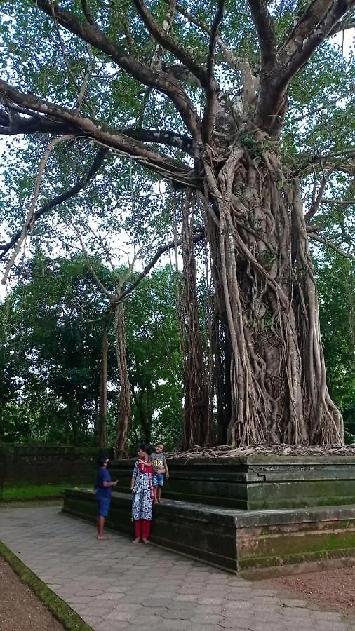 Shruthi'S Aarohi-Nature'S Retreat Mulappilangad